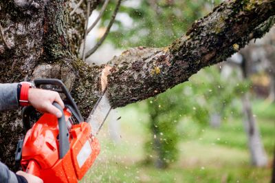 Commercial Tree Service