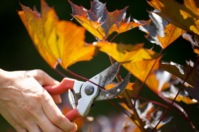 Maple Tree Pruning