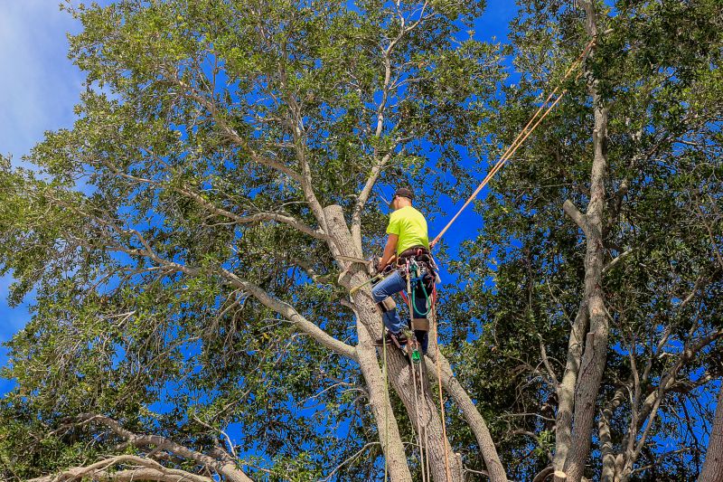 Arborist Pruning a Tree