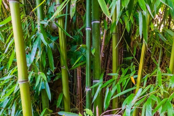Cost of Bamboo Trimming in Haverhill