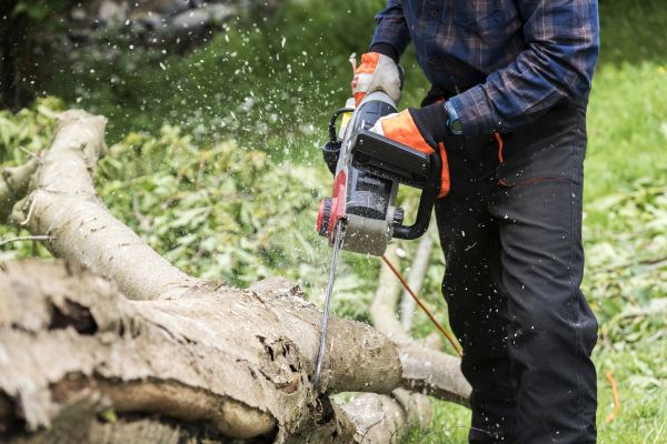 Cost of Branch Removal Service in Haverhill