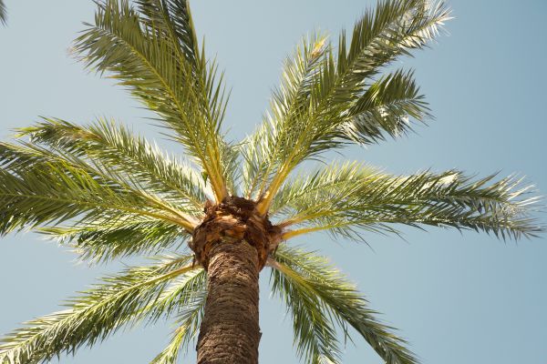 Palm Tree Pruning in Haverhill