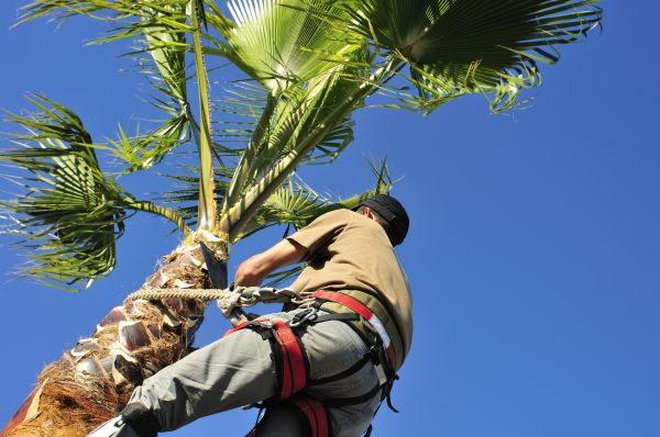 Palm Tree Trimming in Haverhill