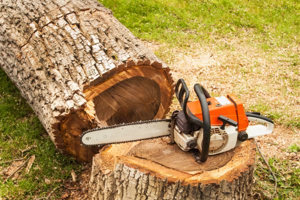Tree Cutting Service in Haverhill