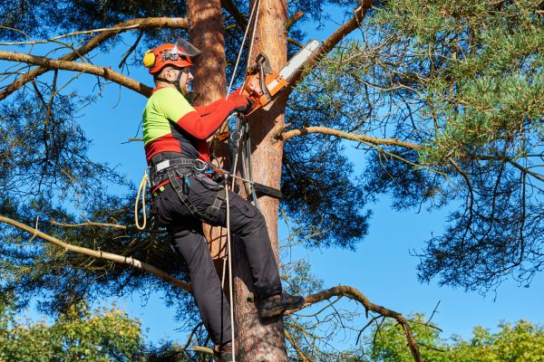 Tree Service in Haverhill