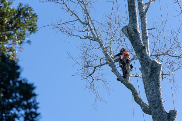 Cost of Tree Topping Service in Haverhill