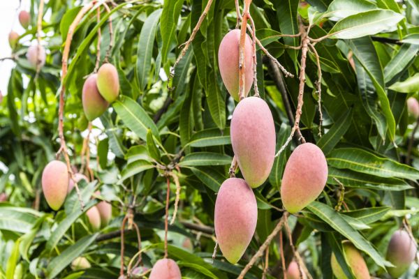 Cost of Mango Tree Trimming in Haverhill