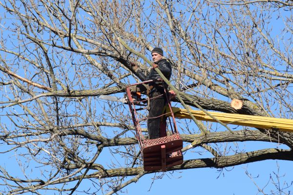 Cost of Emergency Tree Trimming in Haverhill