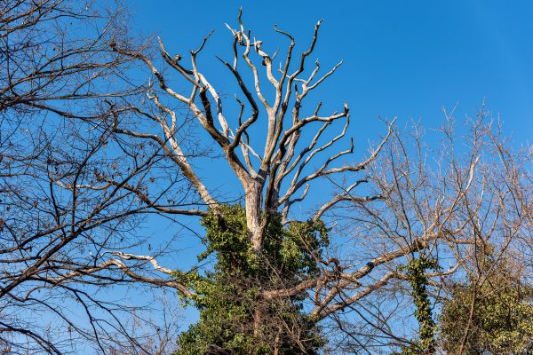 Cost of Deadwood Removal in Haverhill