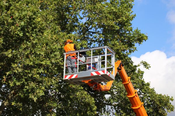 Commercial Tree Service in Haverhill