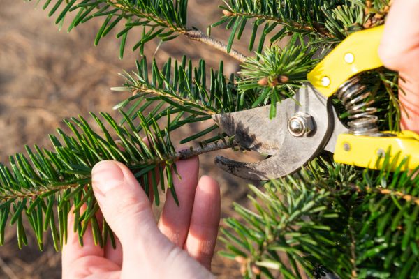 Pine Tree Pruning in Haverhill