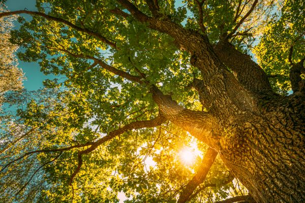 Cost of Oak Tree Pruning in Haverhill