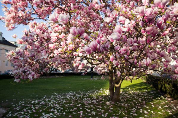 Cost of Magnolia Tree Pruning in Haverhill