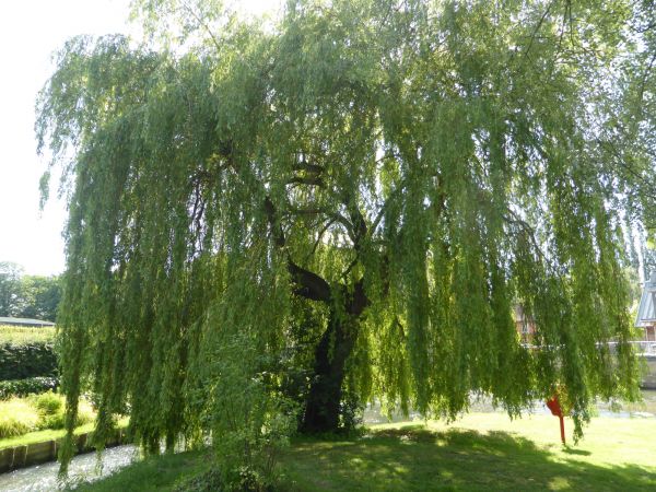 Cost of Willow Tree Trimming in Haverhill