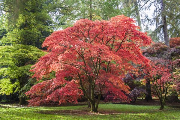 Japanese Maple Pruning in Haverhill