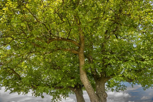 Cost of Walnut Tree Trimming in Haverhill