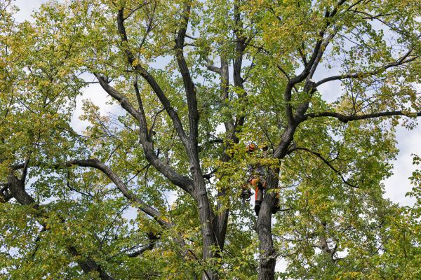 Cost of Tree Crown Shaping in Haverhill