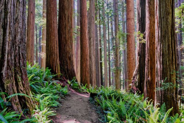 Cost of Redwood Tree Trimming in Haverhill