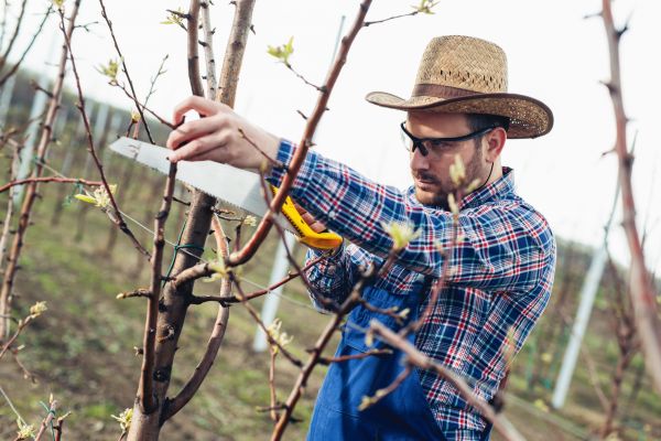 Cost of Orchard Tree Pruning in Haverhill