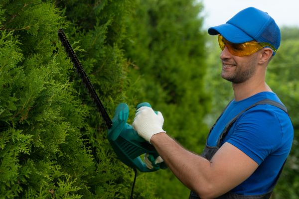 Cost of Tree Shaping Service in Haverhill
