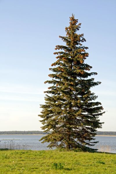 Cost of Spruce Tree Pruning in Haverhill