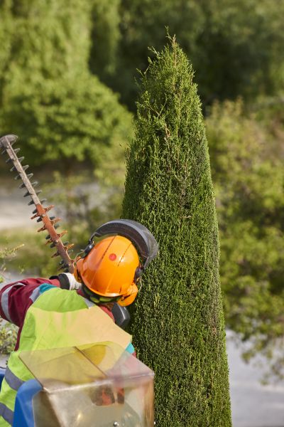 Cost of Cypress Tree Trimming in Haverhill