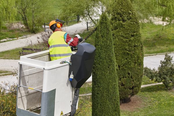 Cost of Cypress Tree Pruning in Haverhill