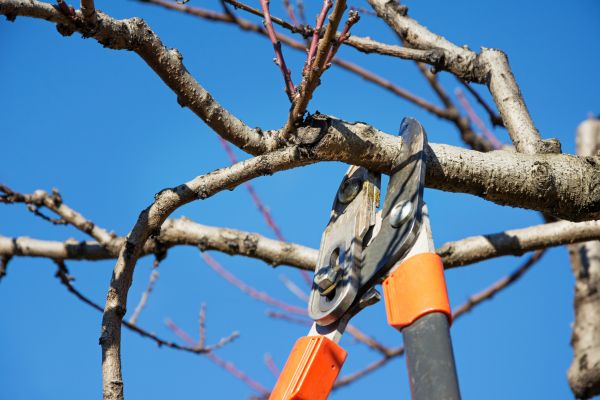 Peach Tree Trimming in Haverhill
