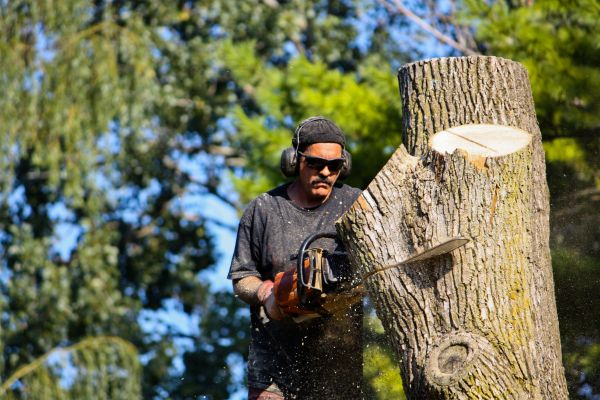 Cost of Ash Tree Pruning in Haverhill