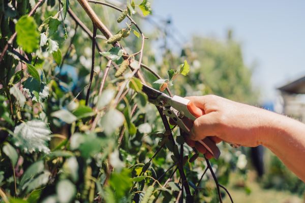 Cost of Birch Tree Pruning in Haverhill