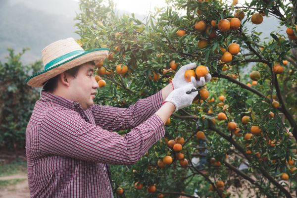 Cost of Orange Tree Pruning in Haverhill