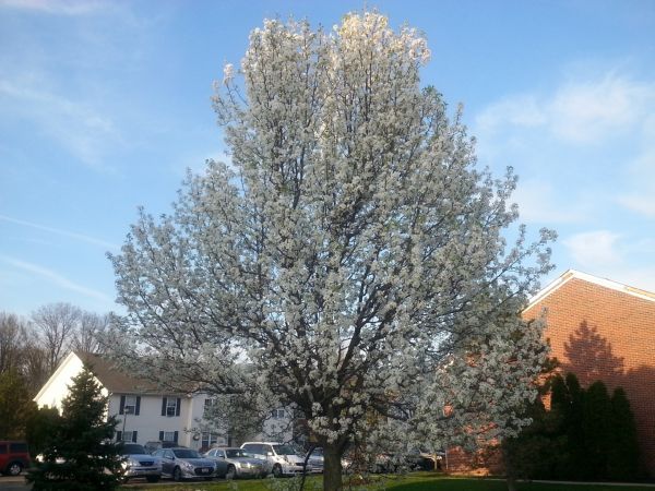 Cost of Bradford Pear Tree Pruning in Haverhill