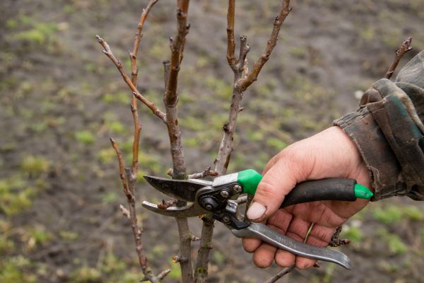 Cost of Pear Trees Pruning in Haverhill