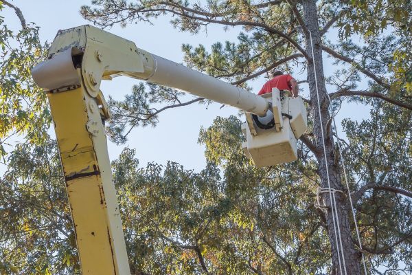 Cost of Limbs Trimming in Haverhill