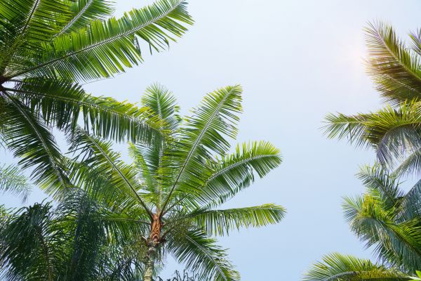 Cost of Queen Palm Tree Trimming in Haverhill