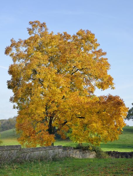 Cost of Hickory Tree Trimming in Haverhill