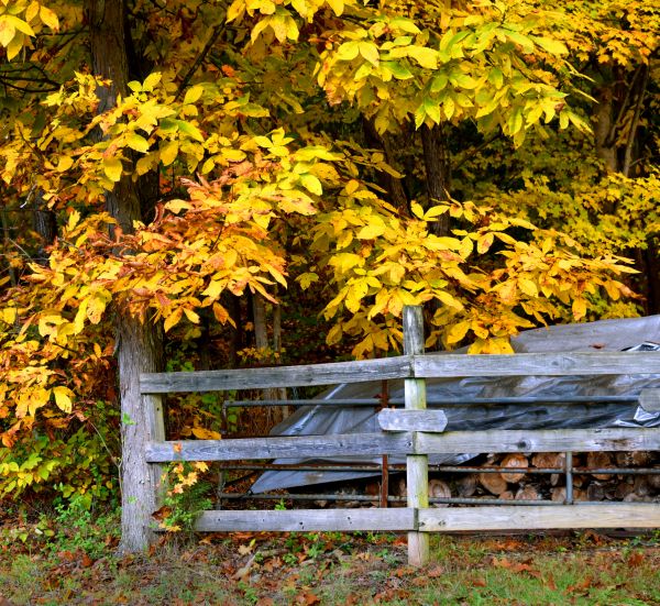 Cost of Hickory Tree Pruning in Haverhill