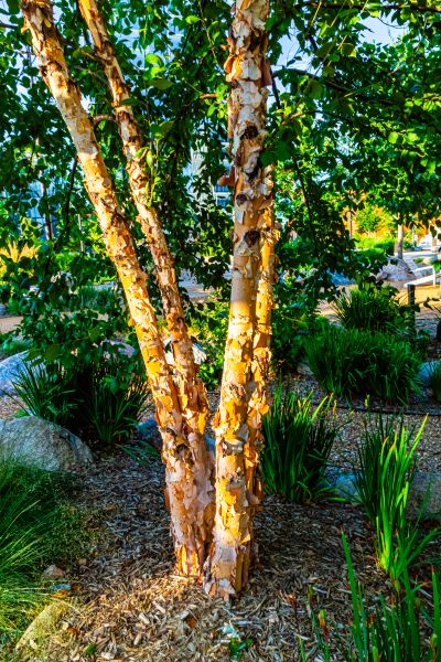 Cost of River Birch Trimming in Haverhill