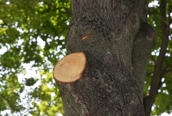 Cost of Limb Cutting in Haverhill