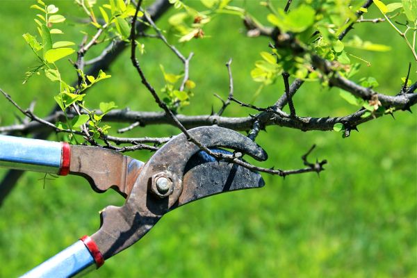 Cost of Branches Pruning in Haverhill