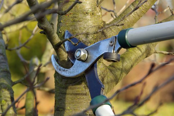 Cost of Tree Limb Trimming Service in Haverhill