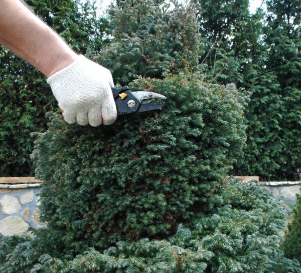 Cost of Ornamental Tree Trimming in Haverhill