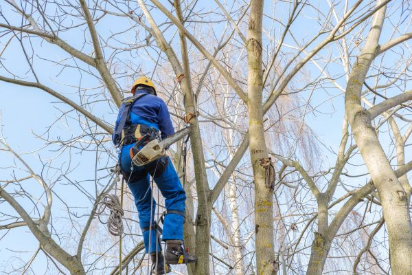 Cost of Large Tree Trimming in Haverhill