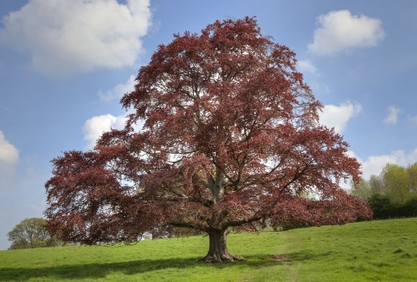 Cost of Beech Tree Pruning in Haverhill
