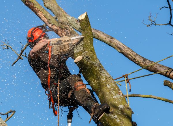 Tree Trimming Service in Haverhill