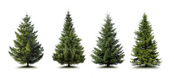 Cost of Pine Tree Trimming in Haverhill