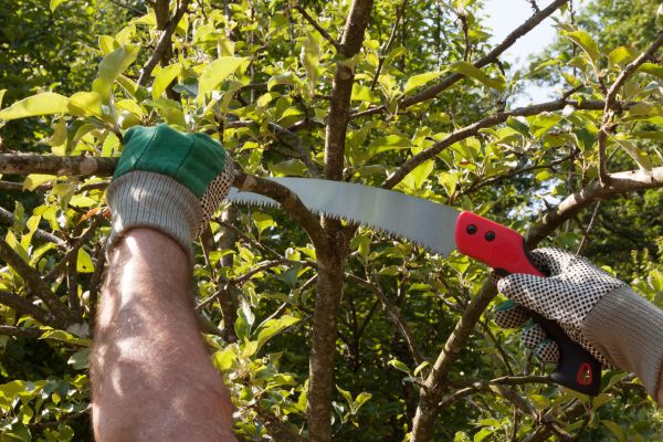 Apple Tree Trimming in Haverhill